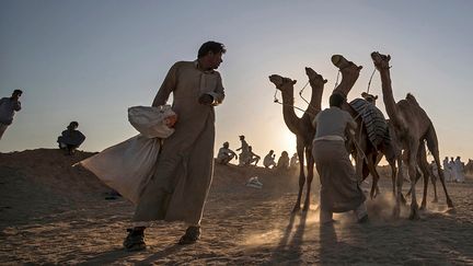 Depuis le 1er juillet 2020, le gouvernement égyptien a décidé de rouvrir graduellement les lieux publics. Et début septembre, les courses de chameaux organisées tous les deux ou trois mois par les&nbsp; Bédouins du Sinaï, ont pu enfin reprendre.&nbsp;&nbsp; (KHALED DESOUKI / AFP)