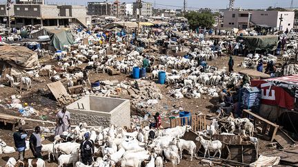 Si des imams déclarent qu’un bon mouton de 60 000 francs CFA (90 euros) peut suffire comme sacrifice, "les gens ont quand même tendance à (…) chercher un gros bélier", souligne le président du foirail des petits ruminants de Dalifort-Pikine.&nbsp; &nbsp; &nbsp; (JOHN WESSELS / AFP)