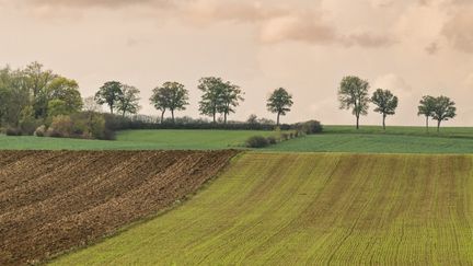 Des champs sur le site de la forêt domaniale de la Reine, en Lorraine, le 25 juillet 2023. (STEPHANE VITZTHUM / BIOSPHOTO / AFP)