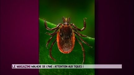 55 000 sont atteintes de la maladie de Lyme en France.