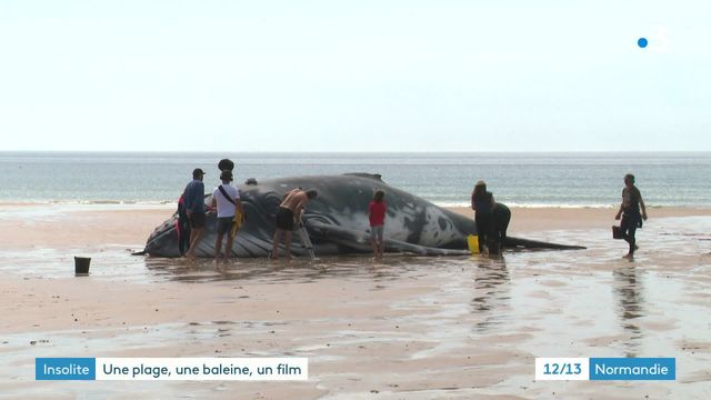 Tournage documentaire Baleine