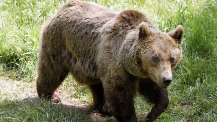 Une ourse se déplace dans le parc animalier des Angles (Pyrénées-Orientales), le 24 juin 2006. (GEORGES GOBET / AFP)