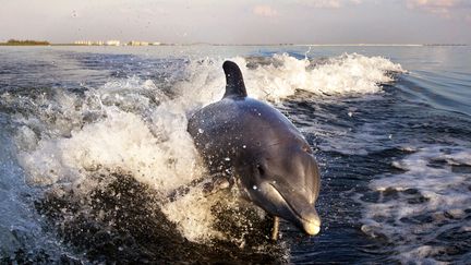 La faune aquatique menacée par le trafic de drogue