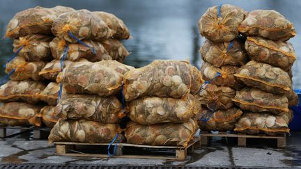 Des sacs de coquille Saint-Jacques sur le port de Ouistreham (Calvados), le 5 octobre 2017. (CHARLY TRIBALLEAU / AFP)