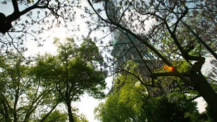 Des arbres vers la Tour Eiffel. Photo d'illustration. (PIERRE VERDY / AFP)