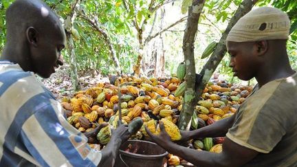 Récolte de cabosses de cacao en Côte d'Ivoire. (AFP)