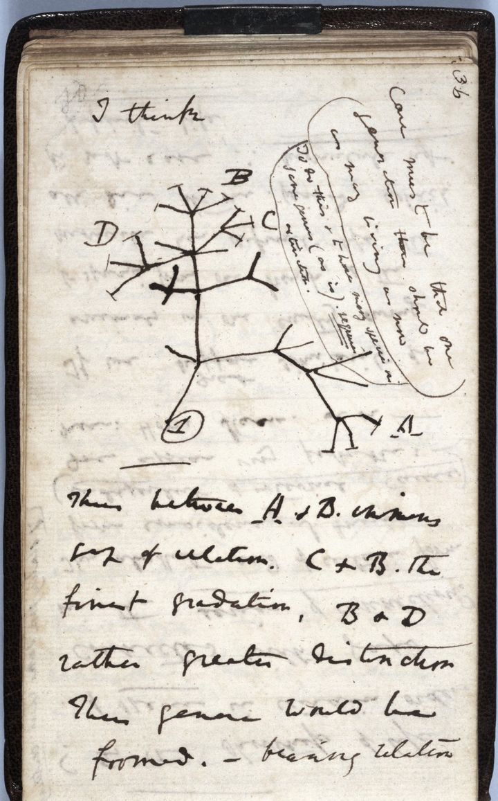 Image extraite d'un document publié par l'Université de Cambridge le 24 novembre 2020 montrant le croquis de 1837 "Arbre de la vie'' sur une page de l'un des cahiers perdus du scientifique britannique Charles Darwin.&nbsp; (AFP / UNIVERSITY OF CAMBRIDGE)