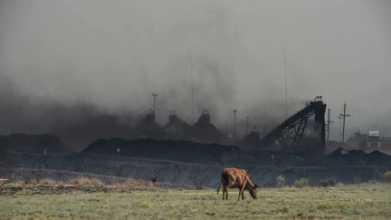 Une vache broute devant une usine à charbon, dans le Mpumalanga, en Afrique du Sud. (MUJAHID SAFODIEN / AFP)