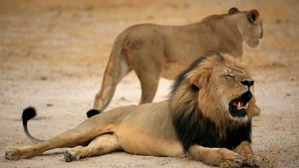 &nbsp; (Cecil le lion à la crinière noire, star du Zimbabwe, a été tué par un dentiste américain, Walter James Palmer   © MAXPPP)