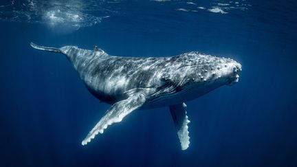 Baleine à bosse photographiée dans les eaux des Tonga. (GEORGE KARBUS PHOTOGRAPHY / CULTURA CREATIVE)