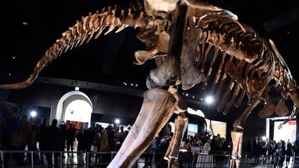 Le colosse de 37,2 mètres de long est exposé au Musée d'histoire naturelle de New York.
 (DON EMMERT / AFP)