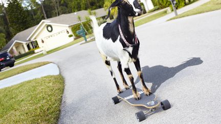 Happie a &eacute;tabli le record de la plus grande distance parcourue par une ch&egrave;vre sur un skate-board, avec 35,97 m&egrave;tres, en Floride (Etats-Unis). (JAMES ELLERKER / GUINNESS WORLD RECORDS)