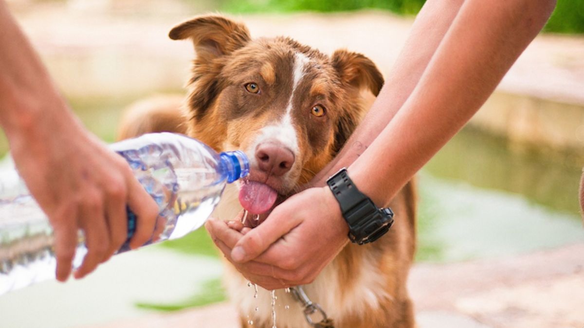 Les Animaux Aussi Ont Trop Chaud