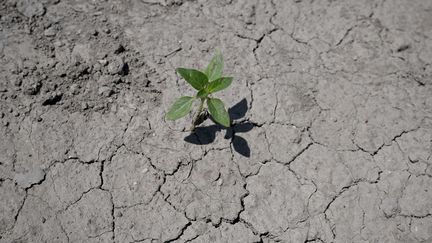 Une plante pousse dans un sol touché par la sécheresse à Saint-Gilles (Gard), le 19 mai 2022. (NICOLAS TUCAT / AFP)