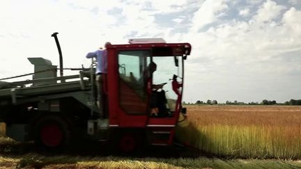 Agriculture : petites récoltes pour le lin