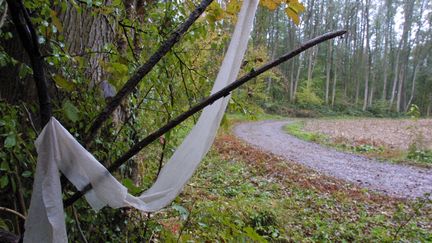 La forêt de Galfingue, près de Mulhouse (Haut-Rhin), où les corps des&nbsp;nouveau-nés ont été découverts, le 29 octobre 2003.&nbsp; (MAXPPP)