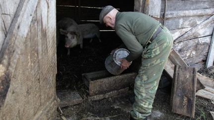 Ivan s’occupe toujours de ses bêtes, des cochons et une vache. 

Le gouvernement biélorusse a proposé aux six habitants de les reloger dans des appartements hors de la zone radioactive. Tous ont refusé, préférant leurs terres contaminées à un déménagement. (REUTERS/Vasily Fedosenko)