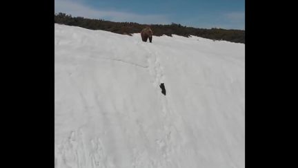 Capture d'écran de la vidéo partagée par une animatrice de Discovery Channel, le 3 novembre 2018. (DR)