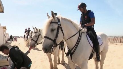 La police municipale de Calais (Pas-de-Calais) donne une seconde vie à des chevaux de trait maltraités, qui deviennent les montures des agents. (FRANCE 3)