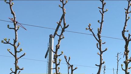 Agriculture : les vergers et les vignes menacés par le froid (Capture franceinfo)