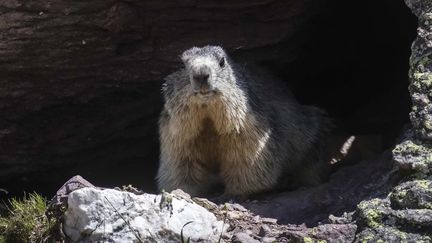 Une marmotte des Alpes dans la région du col du Galibier, mai 2020. (VINCENT ISORE / MAXPPP)