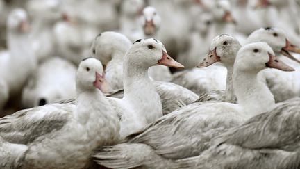 Un élevage de canards confiné en 2017 pour cause de grippe aviaire (illustration). (GEORGES GOBET / AFP)