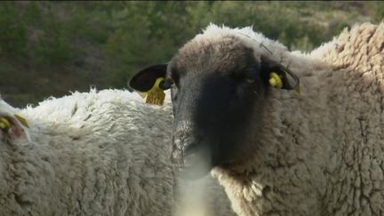 Île-de-France : les éleveurs protègent leurs troupeaux des loups