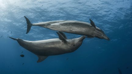 Des dauphins photographiés au large de la Polynésie Française, le 4 août 2017.&nbsp; (VINCENT TRUCHET / BIOSPHOTO / AFP)