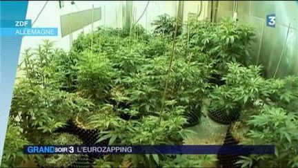 Le cannabis à usage thérapeutique est légalisé en Allemagne. (FRANCE 3)