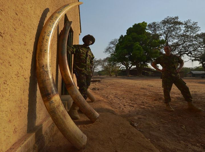 Des défenses d'éléphants confisquées aux braconniers. Parc national de la Garamba en République Démocratique du Congo. (Photo AFP/Tony Karumba)