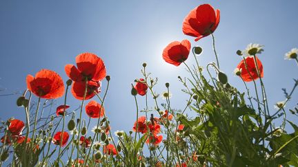 La culture des coquelicots demande attention et une bonne surveillance de l'arrosage. (VISIONSOFAMERICA/JOE SOHM / DIGITAL VISION)