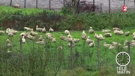 Grippe aviaire : deux cas détectés en Dordogne