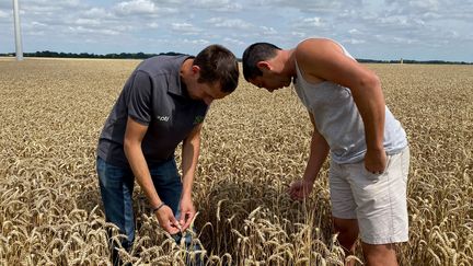 Les frères Jumel dans leur champ de blé, dans l'Oise. (BORIS LOUMAGNE / RADIO FRANCE)