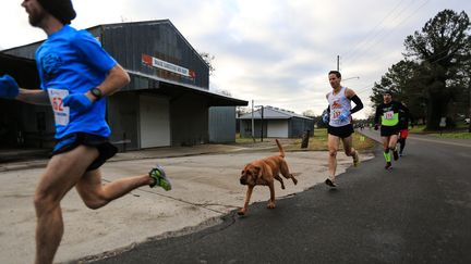 Ludivine, une chienne de deux ans et demi, a couru un semi-marathon dans l'Alabama, le 16 janvier 2016, au milieu des coureurs. Elle est rapidement devenue la mascotte de l'événement. (WERUNHUNTSVILLE / G. GELMIS & J. ARMSTRONG)