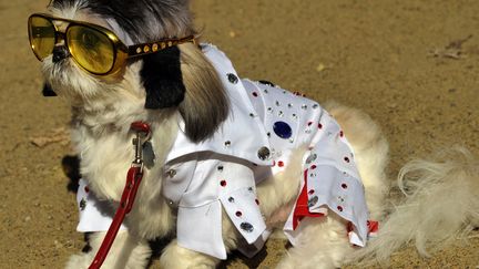 Un chien d&eacute;guis&eacute; en Elvis patiente avant de participer &agrave; la parade canine d'Halloween &agrave; New York (Etats-Unis-, le 20 octobre 2012. (TIMOTHY A. CLARY / AFP)