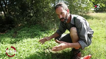 VIDEO. Pour un guide de la faune et de la flore... la nature est un garde-manger