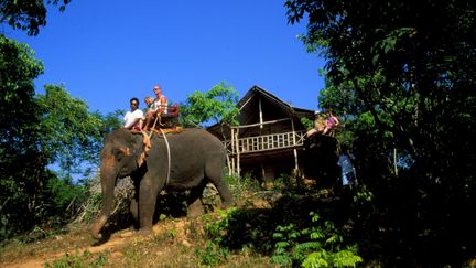 Un éléphant, en Thaïlande. (H.BERBAR / MAXPPP)