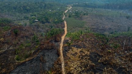 Trees burn after illegal fires were set by farmers in Manaquiri, September 6, 2023, in the Amazon, Brazil.  (MICHAEL DANTAS / AFP)