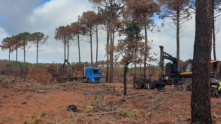 Sur les 2 030 hectares de la forêt domaniale de la Teste-de-Buch, 1 036 ont été impactés par l'incendie cet été. (FARIDA NOUAR / FRANCEINFO)