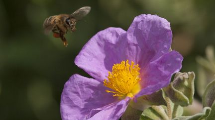 Une abeille près d'un Ciste cotonneux, en Ardèche. (PHILIPPE FOURNIER / ONLY FRANCE)