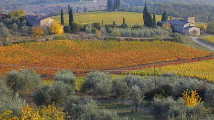 Les vignobles en Toscane (Italie) ont pris une teinte automnale #po&eacute;sie, le 2 novembre 2011. (FABIO MUZZI / AFP)