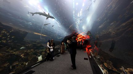 L'aquarium du zoo de Dubai, le 23 mars 2009.&nbsp; (SORGE / CARO FOTOS / SIPA)