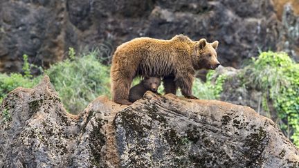 Une ourse et son petit, le 19 mai 2015 dans le parc de Cabarceno, en Cantabrie (Espagne). L'ours repéré au Portugal viendrait de cette région du nord de l'Espagne. (SOLENT NEWS / SIPA)