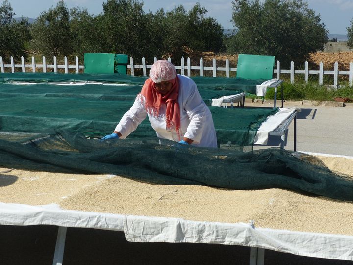 Ouvrières rangeant des tréteaux ayant servi au séchage de piments rouges. Photo prise aux Moulins Mahjoub à Teboula (30 km à l'ouest de Tunis) le 17 octobre 2019. (FTV - Laurent Ribadeau Dumas)