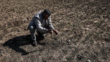 A Moroccan farmer looks, distraught, at his dried out cereal plants, February 7, 2024. (FADEL SENNA / AFP)