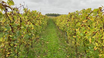 Une des vignes plantées dans le Pas-de-Calais. (EDOUARD MARGUIER - FRANCEINFO - RADIO FRANCE)