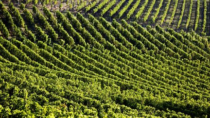 Plusieurs milliers d'hectares de vigne ont été affectés par le très violent orage de grêle qui s'est abattu sur la zone samedi. (Photo d'illustration) (PHILIPPE ROY / PHILIPPE ROY)