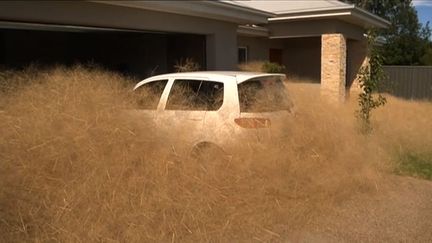 La ville australienne de Wangaratta envahie par des plantes