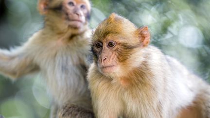 Deux&nbsp;macaques au Maroc, le 15 avril 2017. (Photo d'illustration) (FADEL SENNA / AFP)