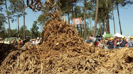 Le bois nécessaire à la production de biomasse (AFP Jean-Pierre Muller)